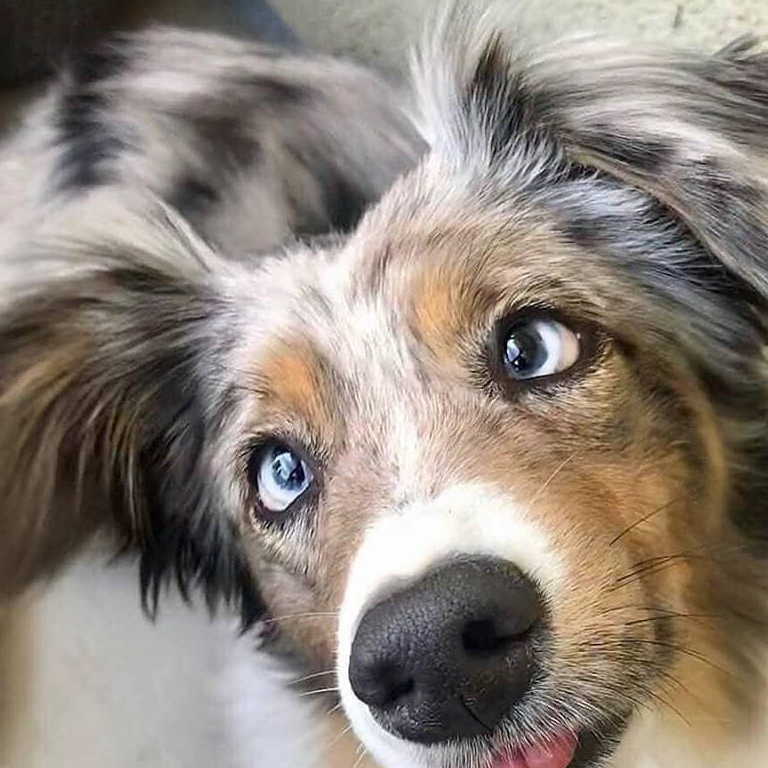 天生就很会卖萌的汪星人,一招歪头吐舌就征服天下!_吐舌头_狗狗_表情