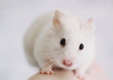 仓鼠的各种搞怪动作相当可爱,但对于它们来说却是痛苦的折磨_缺陷