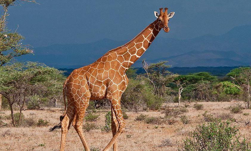 长颈鹿是非洲大陆的独特生物,它们如何抵御动物进攻,有何特点?