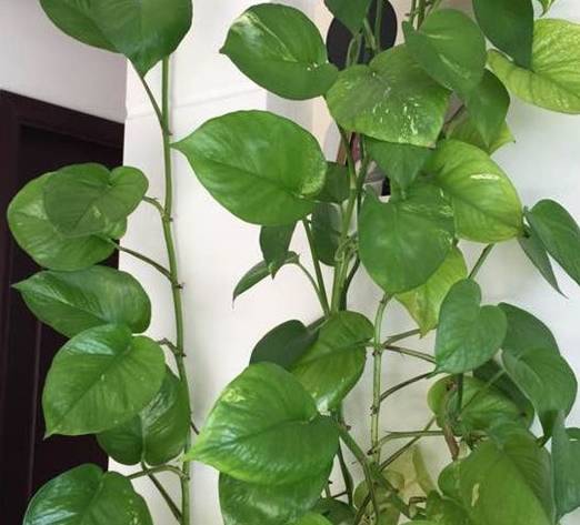 用这种土泡水后浇绿萝,比淘米水,草木灰好百倍_土壤_浓度_清水