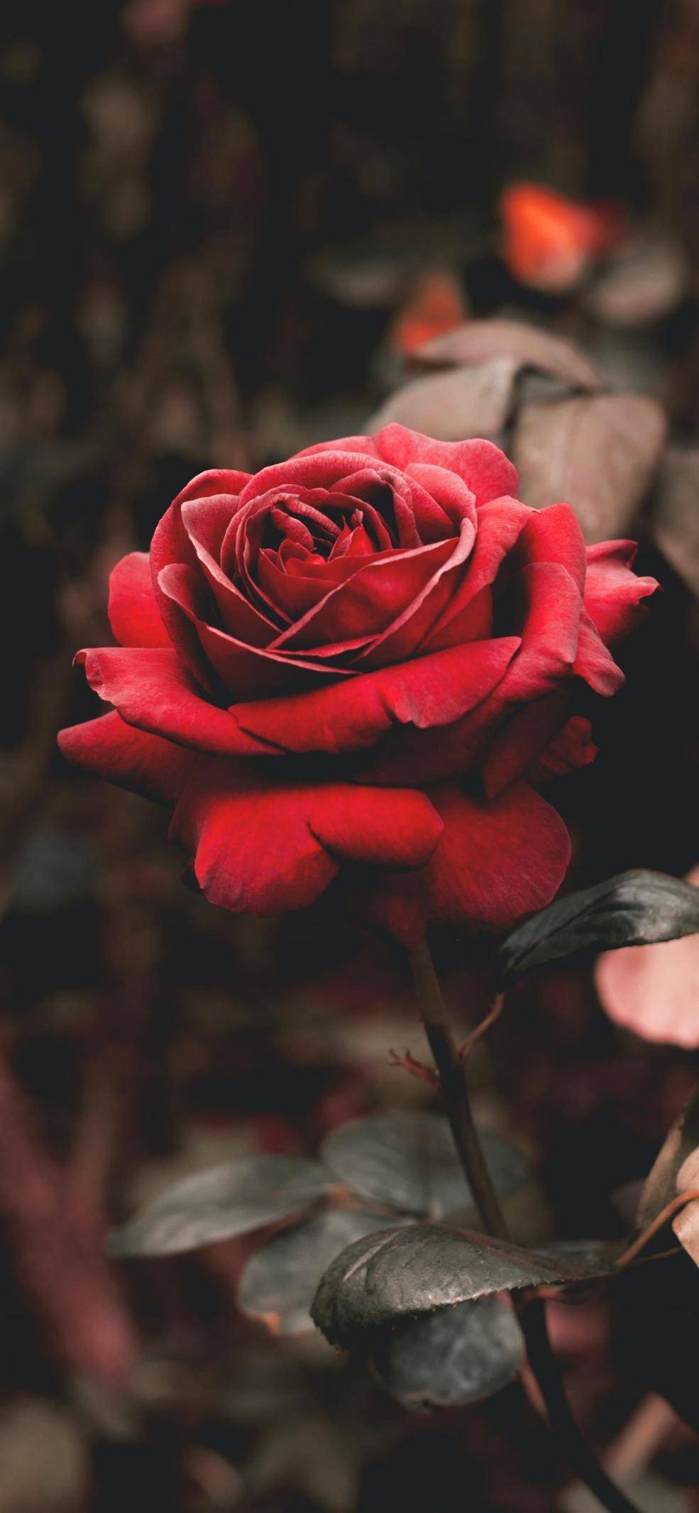 玫瑰花的枯萎是爱情的终结,亦是美的开始