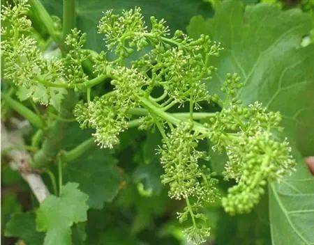 葡萄圆锥形的穗形原来可以这么做_花序_进行_整形