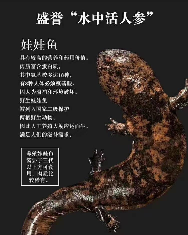 蛙鱼简介图片