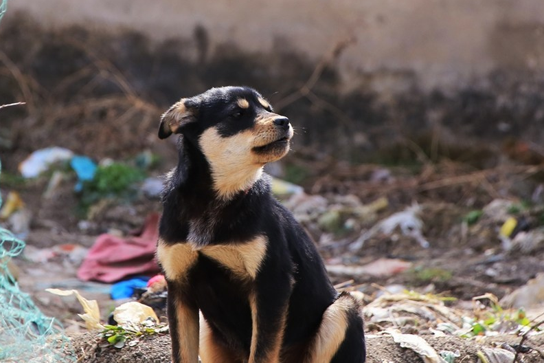 太行山犬中的大笨狗,是最称职的"劳动者"_主人_体型_田园