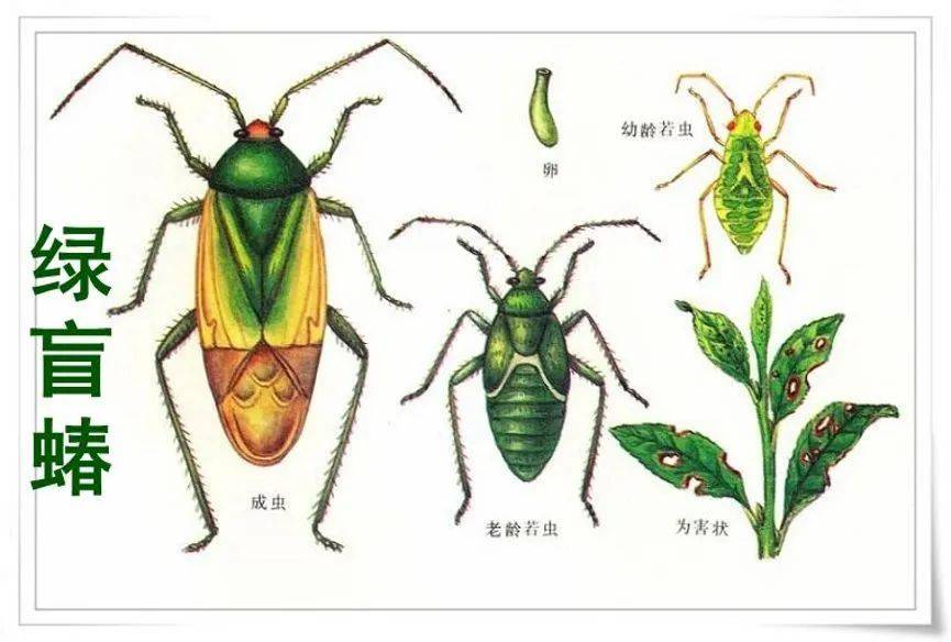 已经有果农遇到,给葡萄造成严重损失!绿盲蝽防治怎么做?