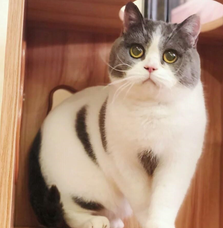 猫咪脸大很可爱,用了这些方法,轻松养出大脸猫咪_东西_情况_时间段
