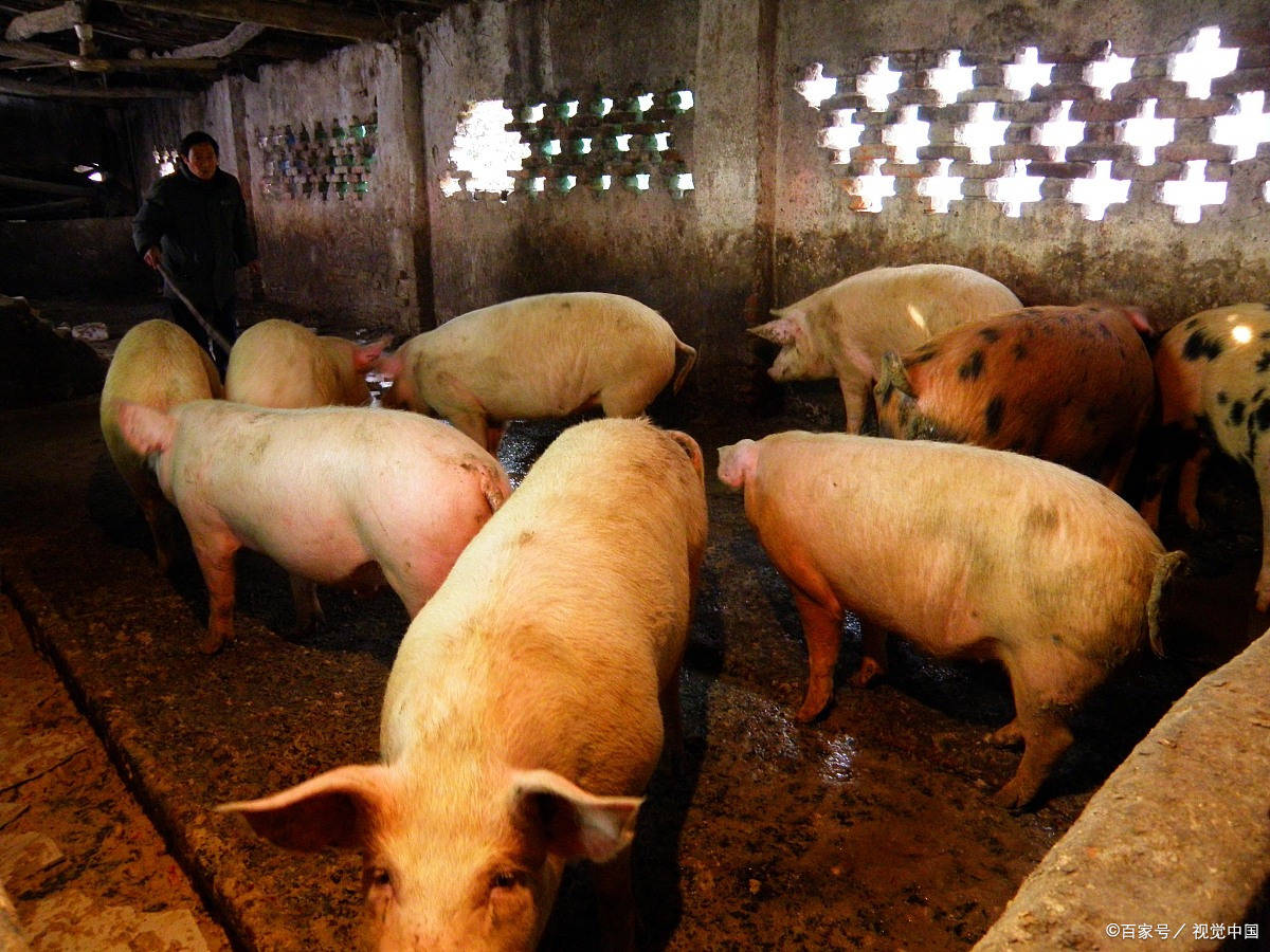 近年来,随着生猪养殖技术的提高和规模化程度的加速,生猪出栏率逐年