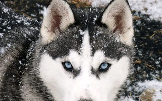 让人又爱又恨的哈士奇,蠢萌的外表也掩饰不住一颗骚动的心_狗狗_主人