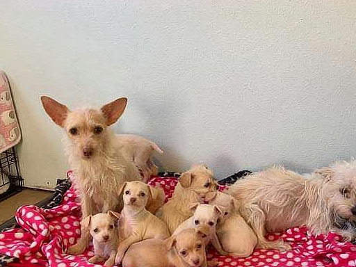 两单亲狗妈合力抚养9只狗宝,众女性网友大赞:母爱真的很伟大!