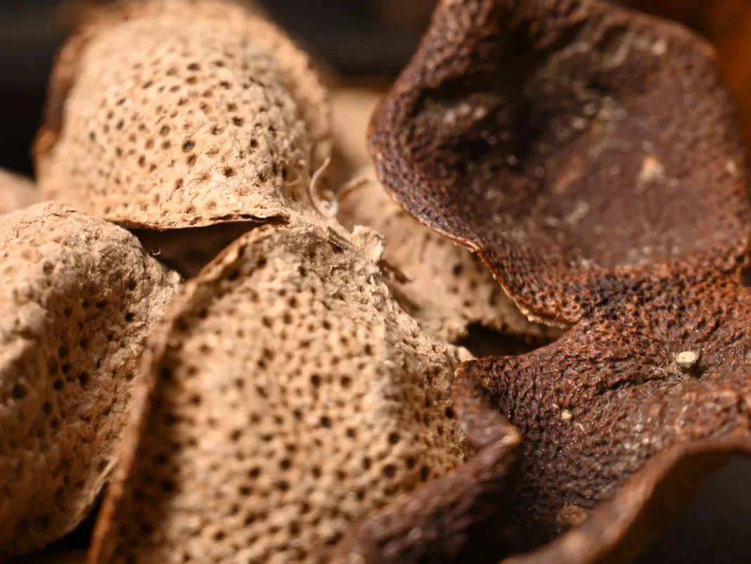 新会陈皮的"油室",到底是什么?_陈化_挥发油_细胞