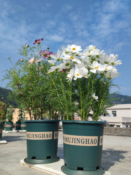 波斯菊播种的季节与注意事项——花园传说_种子_土壤_进行