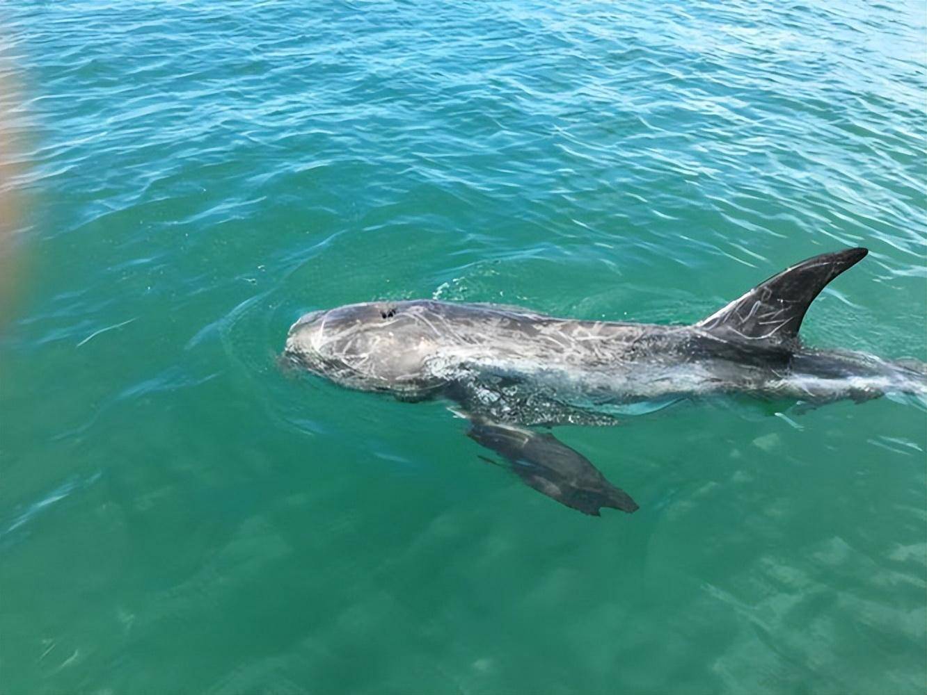 瑞氏海豚通常也称为里氏海豚或灰海豚生活在大部分海域