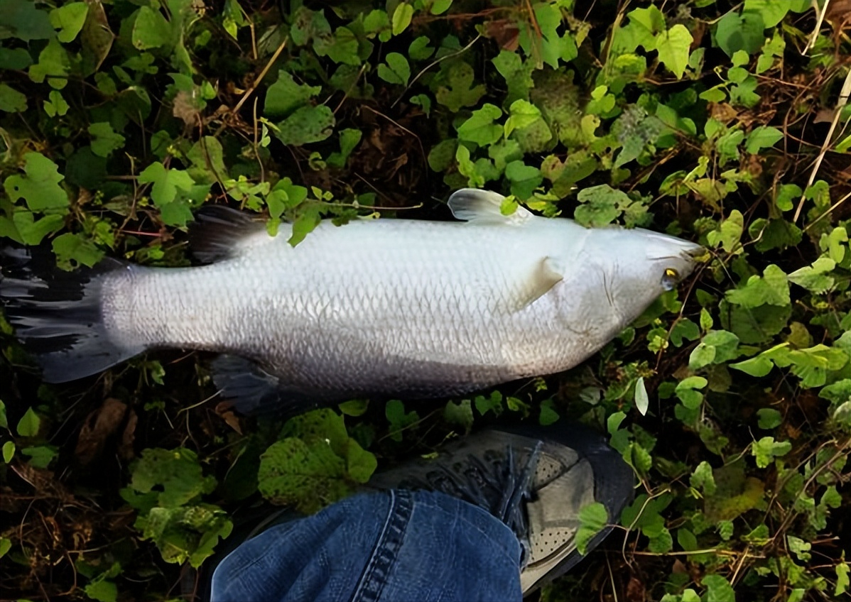 金鲈,在自然界中扮演着重要的生态角色,具有重要地位_栖息地_特征