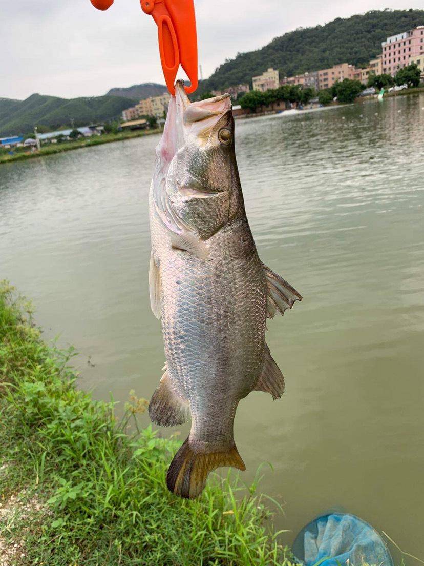 金鲈,在自然界中扮演着重要的生态角色,具有重要地位_栖息地_特征