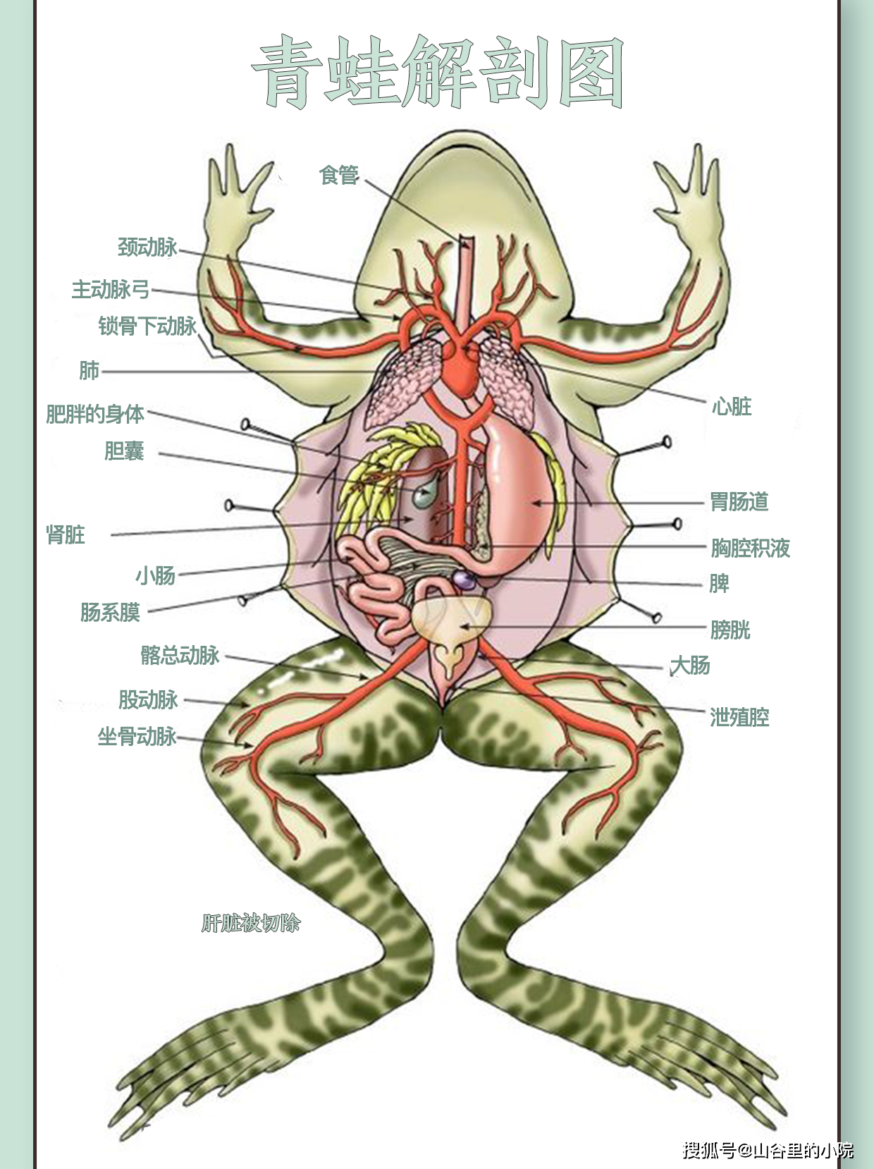 青蛙解剖图7草原角蛙,哥伦比亚角蛙,厄瓜多角蛙等