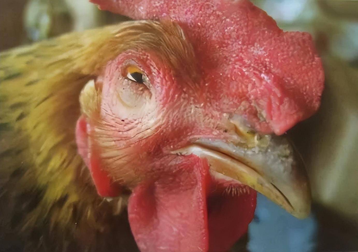 鸡肿头肿脸,眼睛睁不开是什么原因?该怎么办?_进行_治疗_症状