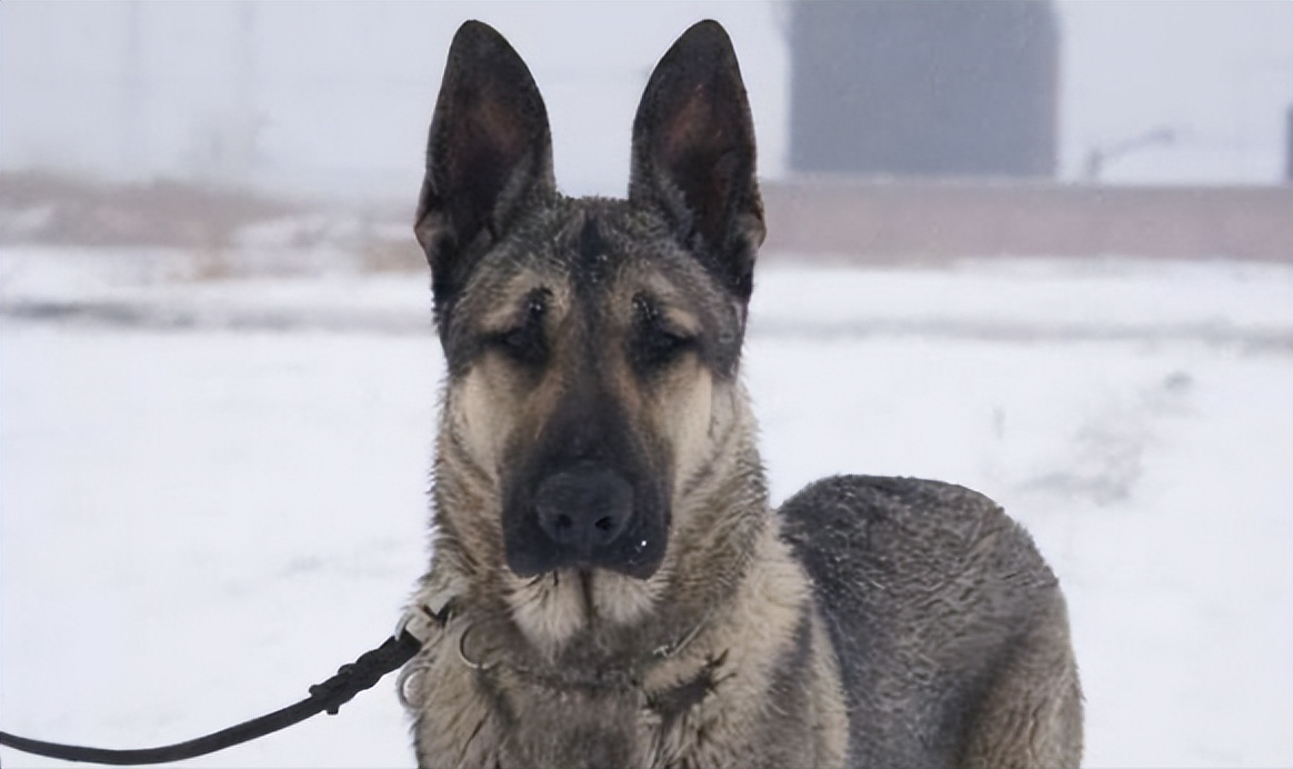 结语在中华田园犬的分支板凳狗与日本狼青犬的交锋中,板凳狗完胜!