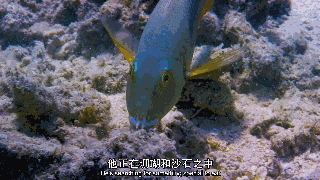 海洋_珊瑚_海豚