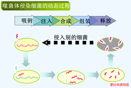 其基因整合於細菌染色體上,即前噬菌體,隨細菌染色體的複製而複製,並