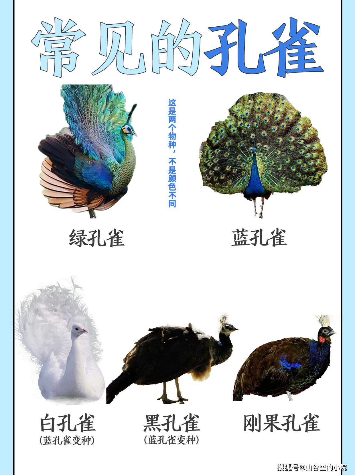 常见孔雀种类盘点，有想孔雀的吗？_搜狐网