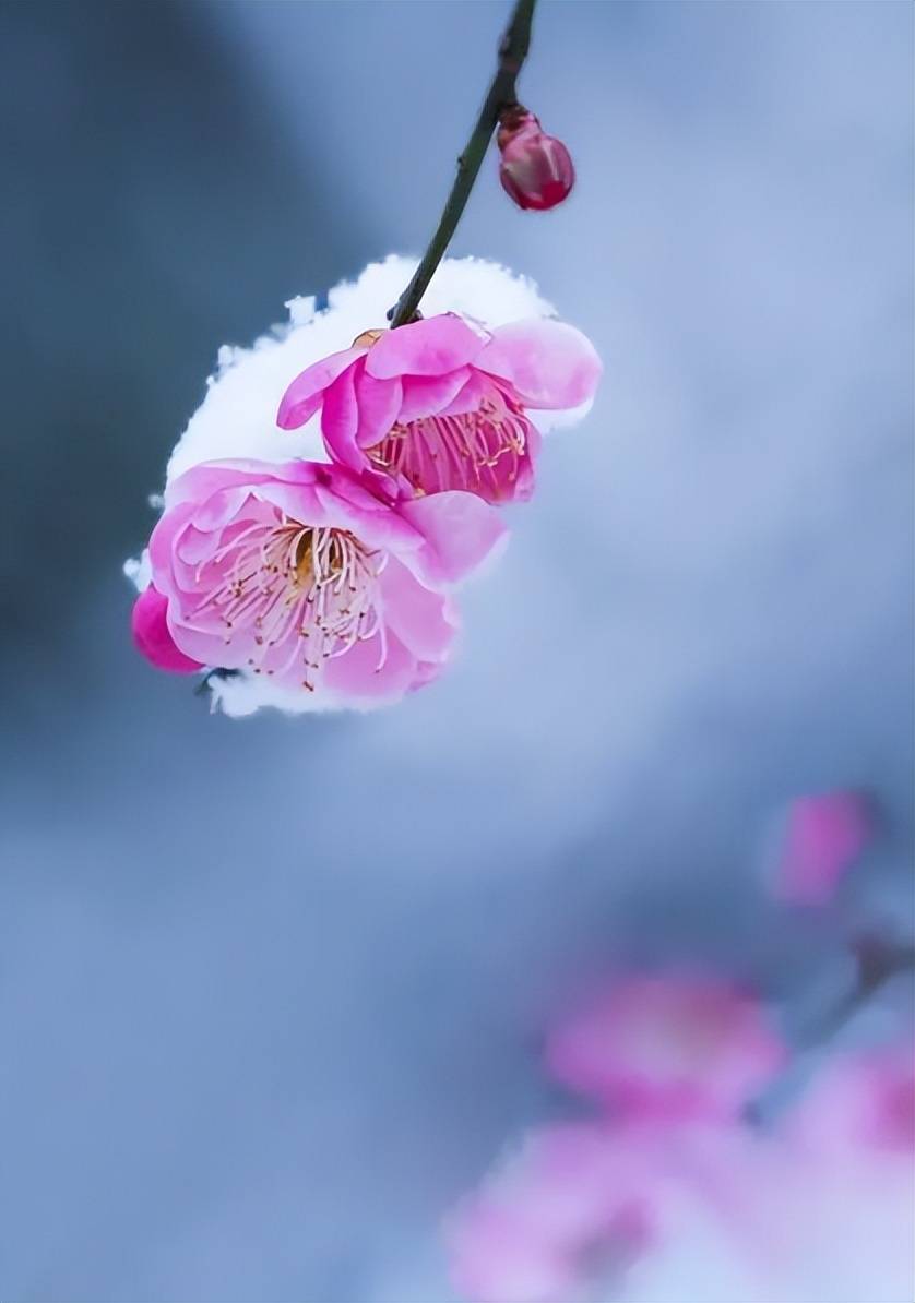 梅花带雪图片唯美图片