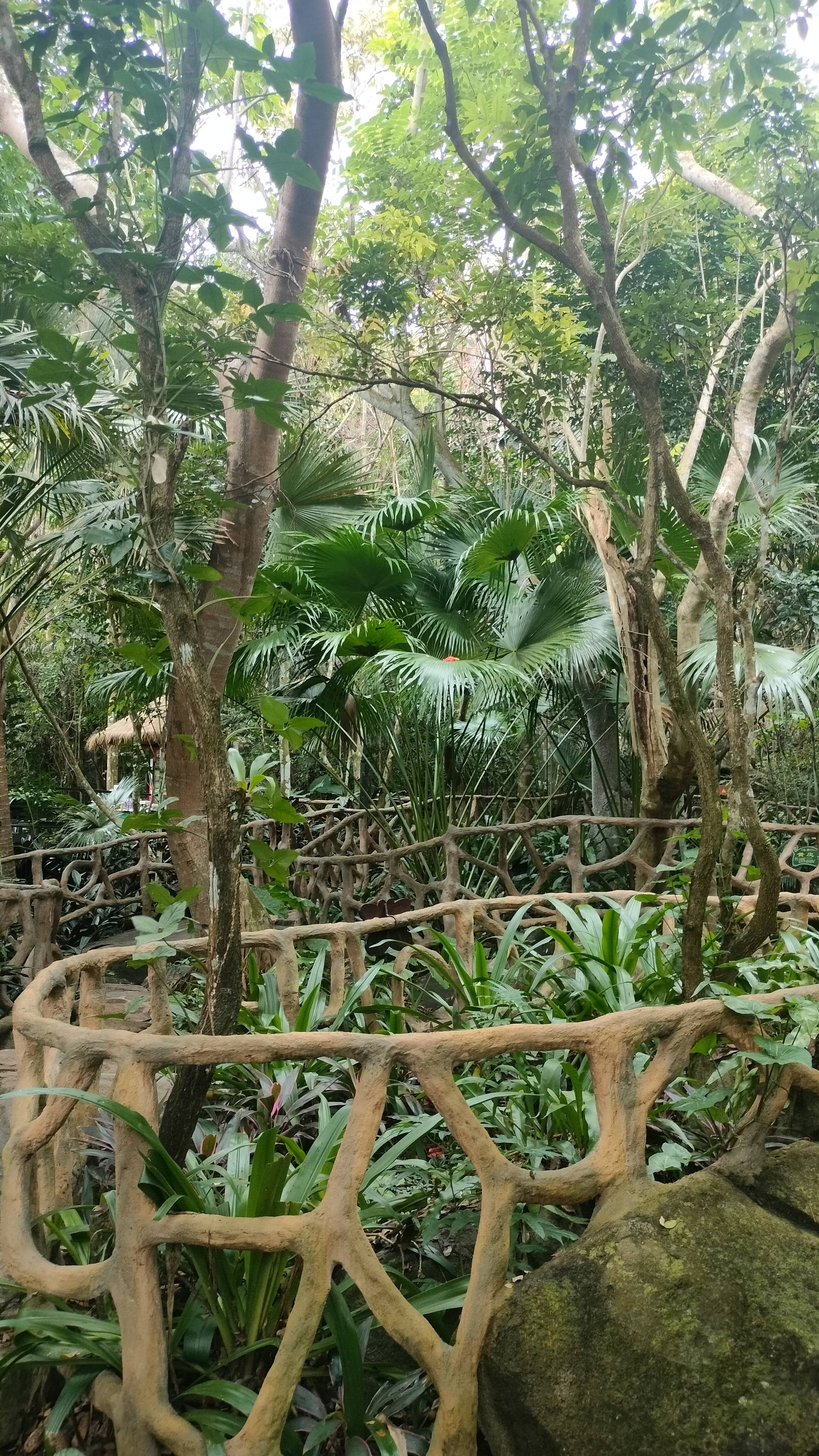 雅诺达热带雨林图片