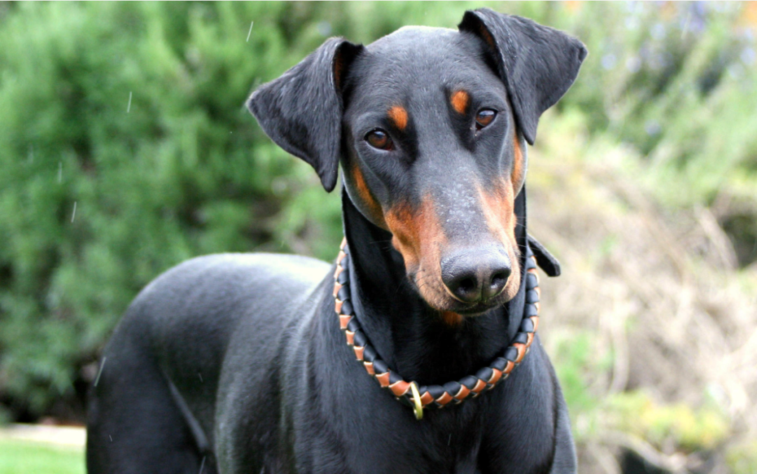 全球十大猛犬,遭多个国家禁养.第一名你敢养吗?_主人_体型_毛色