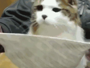 猫咪届的“洁癖王”：上完厕所、埋完屎，它居然用同伴喝的水洗脚 