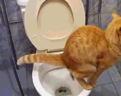 猫咪届的“洁癖王”：上完厕所、埋完屎，它居然用同伴喝的水洗脚 