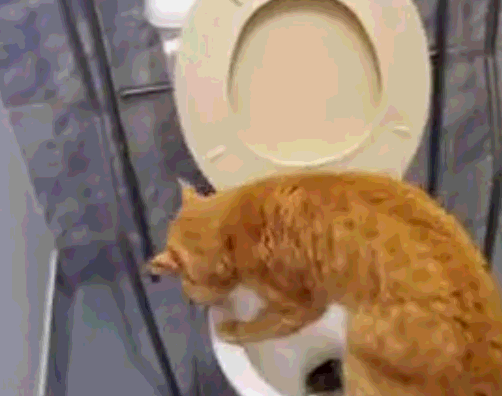 猫咪届的“洁癖王”：上完厕所、埋完屎，它居然用同伴喝的水洗脚 