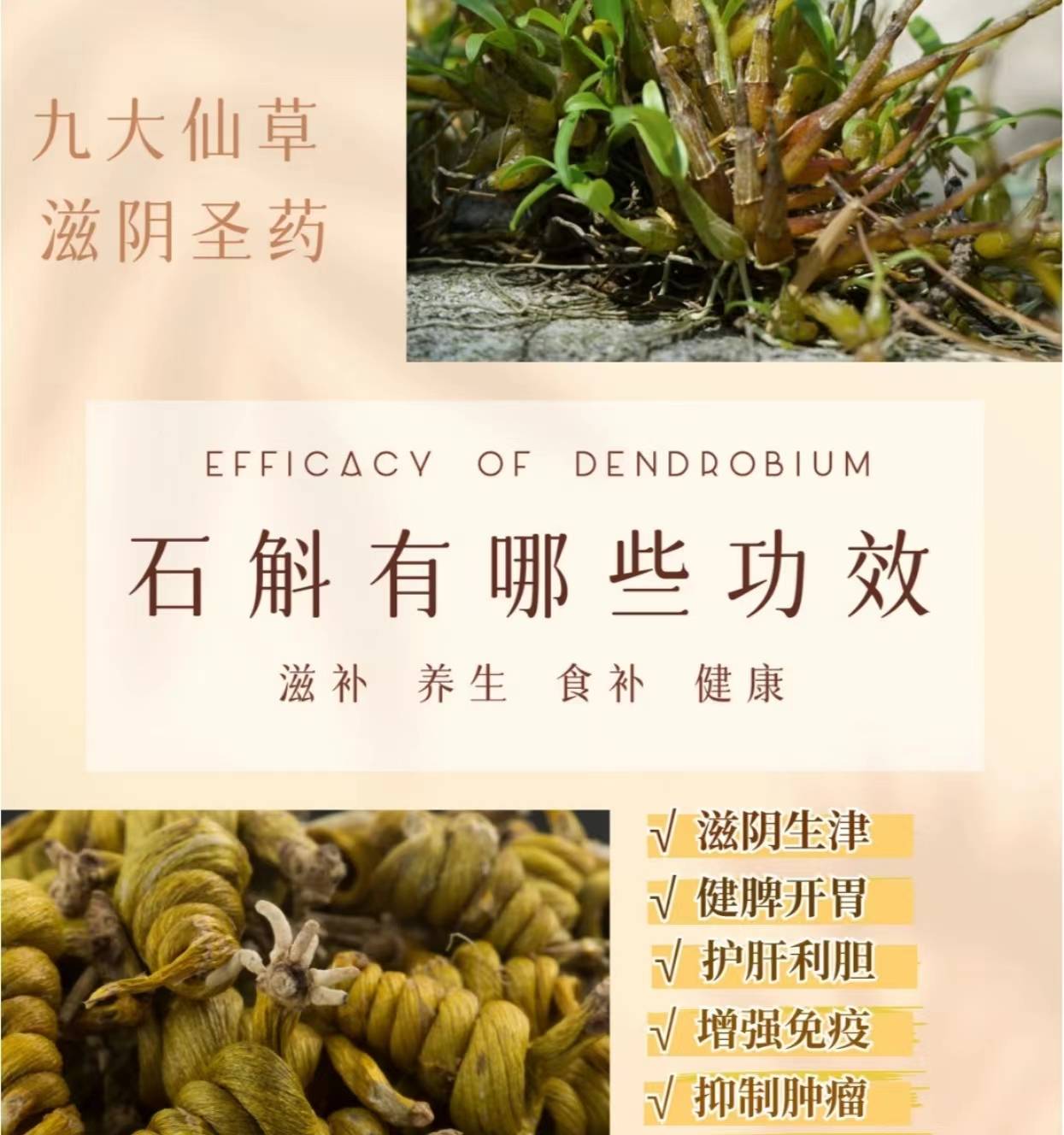 石斛的功效与作用,了解这种神奇草药如何改善你的生活质量!