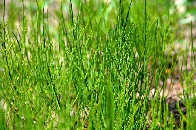 节节草是什么?提醒 老年人坚持用它泡脚