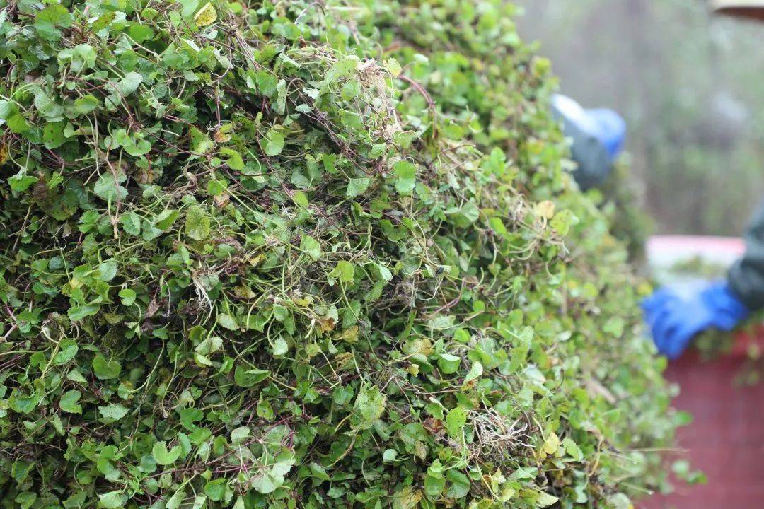 木瓜套种雷公根 "野草"也能效益高_宋家庄_方式_种植户