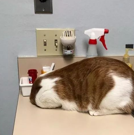 一秒变怂包,当喵星人遇见宠物医生,实在是太搞笑了_地方_隐身_瞬间