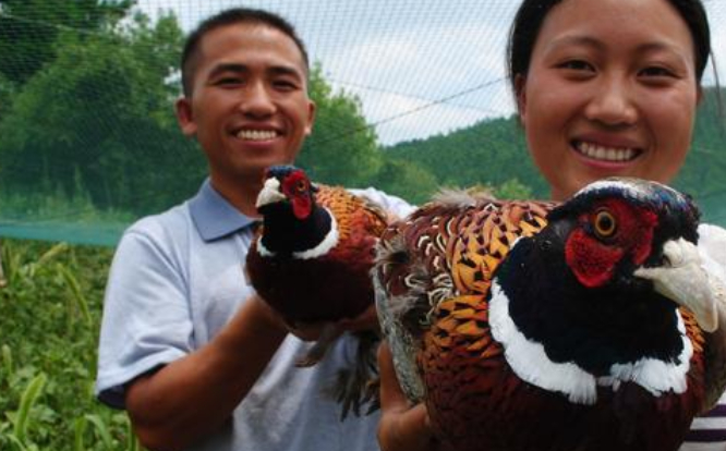 野鸡_进行_野猪