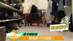 萌宠的蠢萌瞬间，没办法，谁让你是小公举，除了宠着我还能怎么办