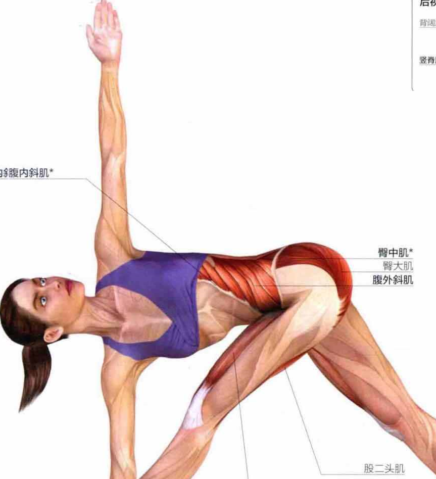 站立体式:扭转三角式;扭转伸展侧角式;战士三式;扭转半月式.