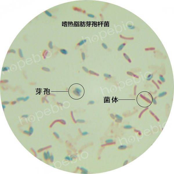 生物指示劑消毒效果驗證,藥企怎樣殺滅嗜熱脂肪芽孢_.