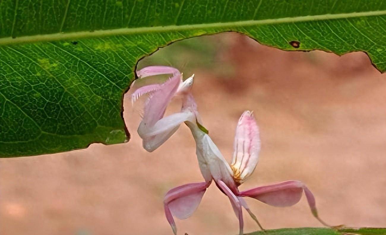 粉色兰花螳螂图片