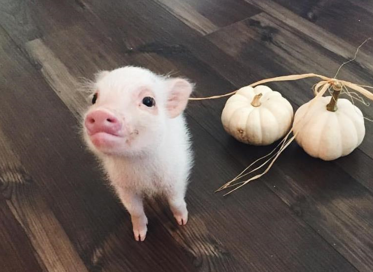 迷你宠物猪长不大?超萌小猪一年后吓坏主人!