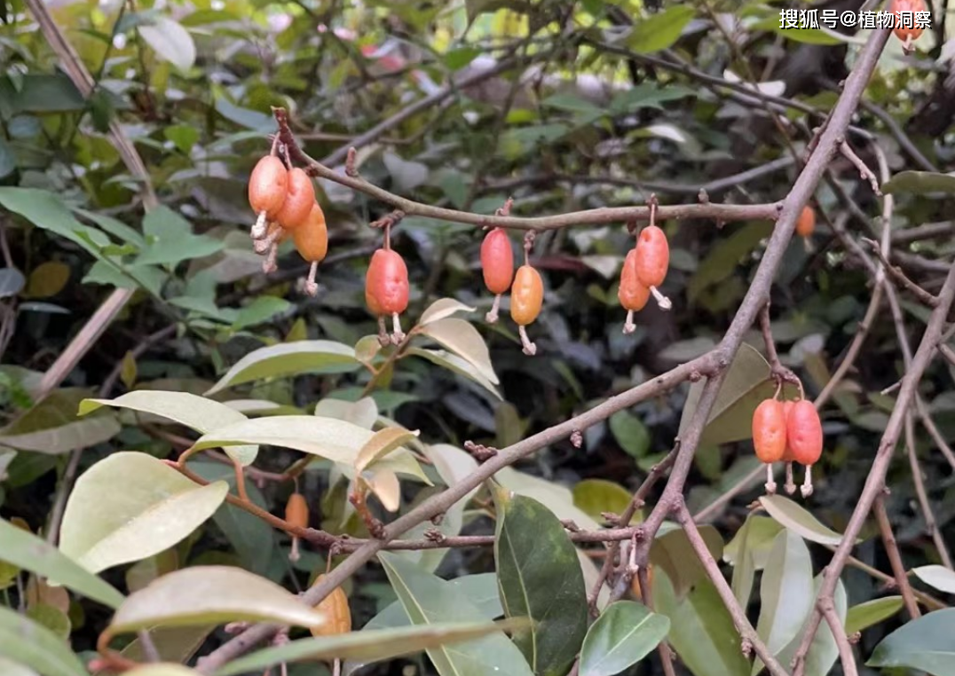 羊奶奶草药图片大全图片