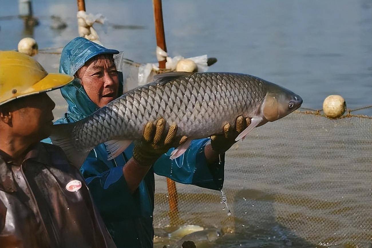"脆肉鲩"是什么鱼,为何广东人那么喜欢吃,它是如何培育的?