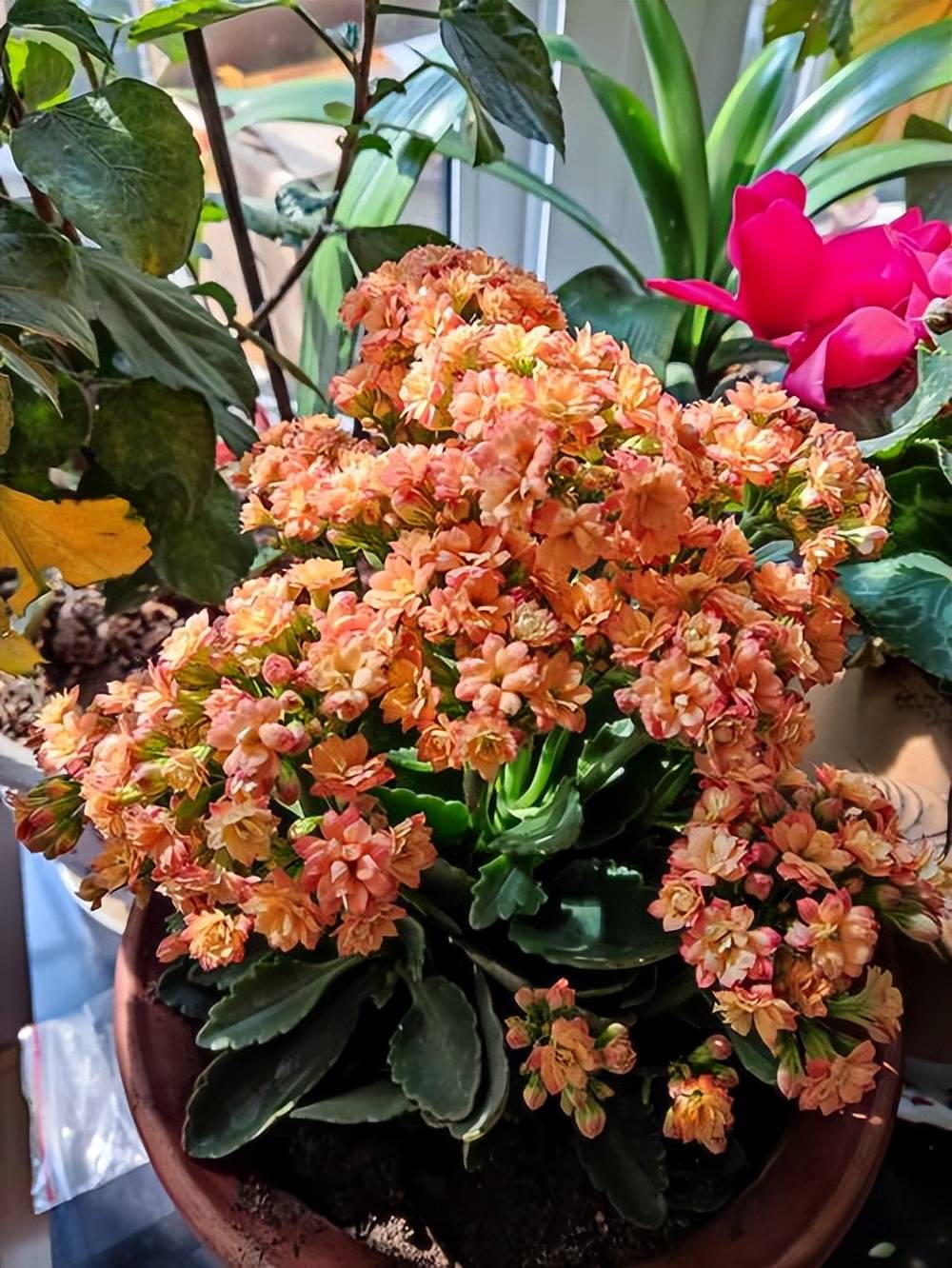 长寿花是很多花友都喜欢的一种年宵花,这种花卉的品种丰富,并且花色也