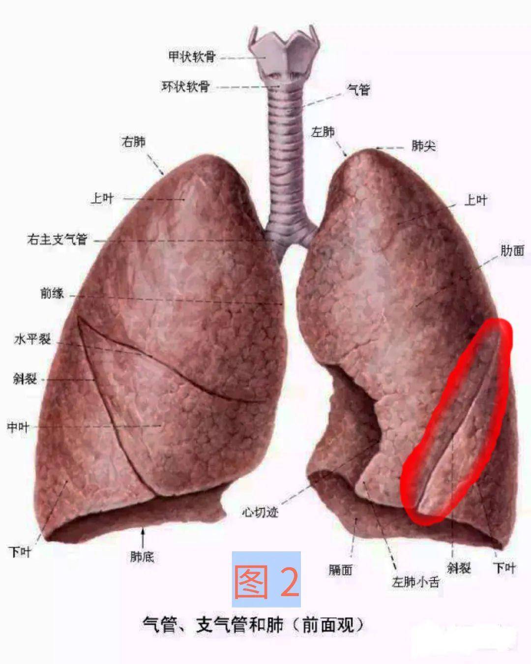 右肺内侧面解剖图图片