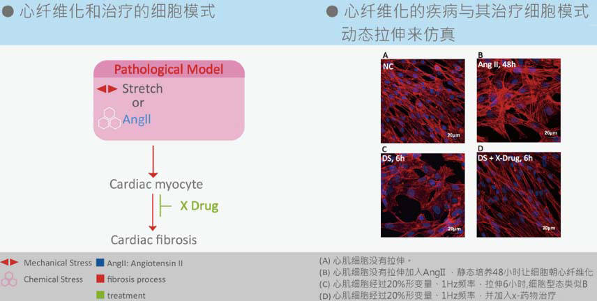 細胞牽張培養系統_進行_步驟_mm