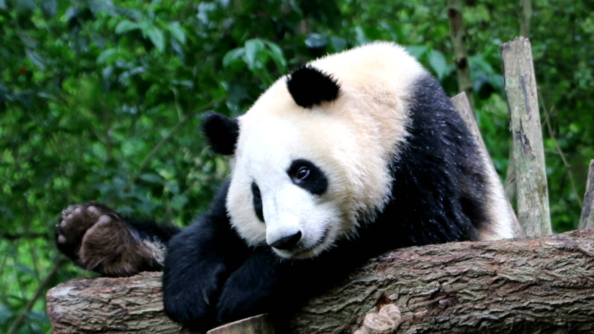 动物虚拟解剖系统:大熊猫性别难辨,和叶"弟弟"变"妹妹"_进行_畜牧
