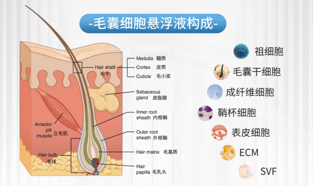 治疗脱发新概念——毛囊再生,秃头患者的福音!_干细胞_毛发_工作