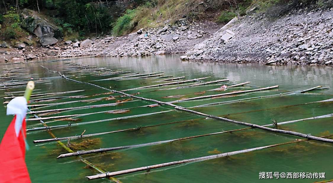 长江上游珍稀特有鱼类云南段科普⑥四川白甲鱼:身披