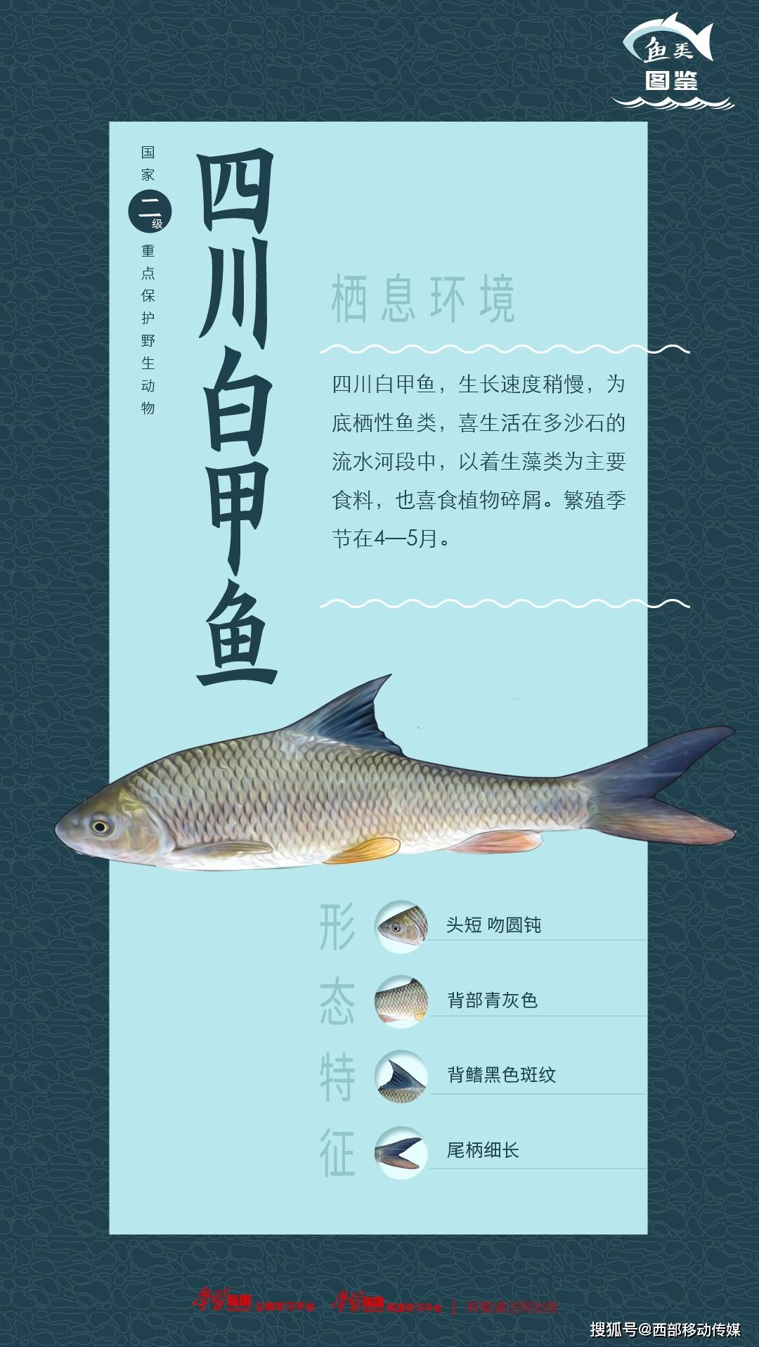 长江上游珍稀特有鱼类云南段科普⑥四川白甲鱼:身披白色铠甲的江中