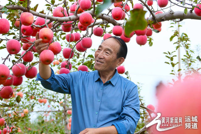 最美運城人 | 王萬保:現代農業好把式_蘋果_銷售_種植